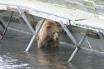 Bear Viewing Kodiak Island Alaska